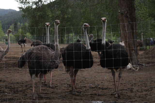 RFK Jr. Canadian ostriches