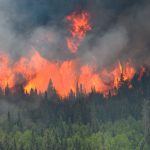 Wildfire
